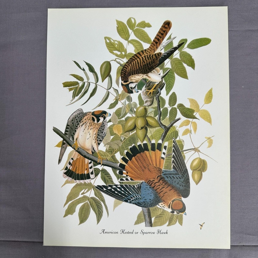 1950 Vintage Print Sparrow Hawk  American Bird  Wall Art Illustration Audubon